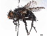  ( - CCDB-37877-H06)  @11 [ ] CreativeCommons - Attribution (2023) CBG Photography Group Centre for Biodiversity Genomics