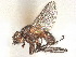  (Phytomyptera amplicornis - CCDB-37877-H10)  @11 [ ] CreativeCommons - Attribution (2023) CBG Photography Group Centre for Biodiversity Genomics