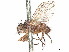  (Phytomyptera aristalis - CCDB-37877-H11)  @11 [ ] CreativeCommons - Attribution (2023) CBG Photography Group Centre for Biodiversity Genomics