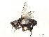 (Phytomyptera convecta - CCDB-37878-A01)  @11 [ ] CreativeCommons - Attribution (2023) CBG Photography Group Centre for Biodiversity Genomics