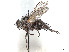  (Phytomyptera cornuta - CCDB-37878-A02)  @11 [ ] CreativeCommons - Attribution (2023) CBG Photography Group Centre for Biodiversity Genomics