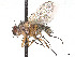  (Phytomyptera flavipes - CCDB-37878-A03)  @11 [ ] CreativeCommons - Attribution (2023) CBG Photography Group Centre for Biodiversity Genomics