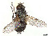  (Phytomyptera pruinosa - CCDB-37878-A04)  @11 [ ] CreativeCommons - Attribution (2023) CBG Photography Group Centre for Biodiversity Genomics