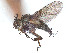  (Siphona lurida - CCDB-37878-B08)  @11 [ ] CreativeCommons - Attribution (2023) CBG Photography Group Centre for Biodiversity Genomics