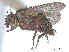  (Siphona conata - CCDB-37878-C02)  @11 [ ] CreativeCommons - Attribution (2023) CBG Photography Group Centre for Biodiversity Genomics