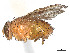  (Ormia punctata - CCDB-37878-F11)  @11 [ ] CreativeCommons - Attribution (2023) CBG Photography Group Centre for Biodiversity Genomics