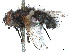  (Proscissionini - CCDB-37878-H05)  @11 [ ] CreativeCommons - Attribution (2023) CBG Photography Group Centre for Biodiversity Genomics
