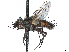  (Eucoronimyia - CCDB-37879-A04)  @11 [ ] CreativeCommons - Attribution (2023) CBG Photography Group Centre for Biodiversity Genomics