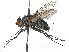  ( - CCDB-37879-B07)  @11 [ ] CreativeCommons - Attribution (2023) CBG Photography Group Centre for Biodiversity Genomics