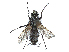  (Eriothrix penitalis - CCDB-37879-E04)  @11 [ ] CreativeCommons - Attribution (2023) CBG Photography Group Centre for Biodiversity Genomics