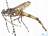 (Doleschalla - CCDB-37879-F07)  @11 [ ] CreativeCommons - Attribution (2023) CBG Photography Group Centre for Biodiversity Genomics