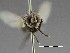  ( - CCDB-37879-G01)  @11 [ ] CreativeCommons - Attribution Share-Alike (2024) Unspecified Smithsonian Institution, National Museum of Natural History, Entomological Collection