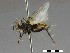  ( - CCDB-37879-G01)  @11 [ ] CreativeCommons - Attribution Share-Alike (2024) Unspecified Smithsonian Institution, National Museum of Natural History, Entomological Collection