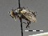  ( - CCDB-37879-G03)  @11 [ ] CreativeCommons - Attribution Share-Alike (2024) Unspecified Smithsonian Institution, National Museum of Natural History, Entomological Collection