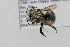 (Osmia tursula - CCDB-46465_F05)  @11 [ ] CreativeCommons - Attribution Share-Alike (2025) Unspecified Agriculture and Agri-Food Canada, St John's