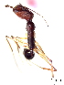  (Odontomachus infandus - SJU160)  @11 [ ] CreativeCommons - Attribution Share-Alike (2016) Unspecified Sang-ji University