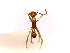  (Pheidole jacobsoni - SJU173)  @12 [ ] CreativeCommons - Attribution Share-Alike (2016) Unspecified Sang-ji University