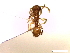  (Tetramorium obtusidens - SJU188)  @12 [ ] CreativeCommons - Attribution Share-Alike (2016) Unspecified Sang-ji University
