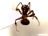  (Lasius hayashi - SJU407)  @13 [ ] CreativeCommons - Attribution Share-Alike (2016) Unspecified Sang-ji University