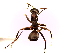  (Formica japonica - SJU458)  @12 [ ] CreativeCommons - Attribution Share-Alike (2016) Unspecified Sang-ji University