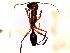  (Odontomachus silvestrii - SJU491)  @13 [ ] CreativeCommons - Attribution Share-Alike (2016) Unspecified Sang-ji University