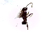  (Pheidole gatesi - SJU259)  @12 [ ] CreativeCommons - Attribution Share-Alike (2016) Unspecified Sang-ji University