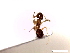  ( - SJU289)  @11 [ ] CreativeCommons - Attribution Share-Alike (2016) Unspecified Sang-ji University