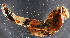  ( - Ann227)  @12 [ ] CreativeCommons - Attribution Non-Commercial Share-Alike (2012) University of Oslo, Natural History Museum University of Oslo, Natural History Museum