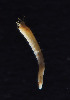  ( - Ann261)  @11 [ ] CreativeCommons - Attribution Non-Commercial Share-Alike (2012) University of Oslo, Natural History Museum University of Oslo, Natural History Museum