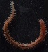  ( - Ann80)  @12 [ ] Unspecified (default): All Rights Reserved  Unspecified Unspecified