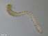  (Nereis elitoralis - TB346)  @11 [ ] CreativeCommons - Attribution Non-Commercial Share-Alike (2012) NTNU Vitenskapsmuseet NTNU Museum of Natural History and Archaeology