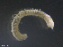  ( - TB347)  @13 [ ] CreativeCommons - Attribution Non-Commercial Share-Alike (2012) NTNU Vitenskapsmuseet NTNU Museum of Natural History and Archaeology