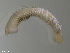  ( - TB348)  @12 [ ] CreativeCommons - Attribution Non-Commercial Share-Alike (2012) NTNU Vitenskapsmuseet NTNU Museum of Natural History and Archaeology