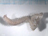  ( - TB427)  @13 [ ] CreativeCommons - Attribution Non-Commercial Share-Alike (2012) NTNU Vitenskapsmuseet NTNU Museum of Natural History and Archaeology