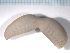  ( - TB527)  @13 [ ] CreativeCommons - Attribution Non-Commercial Share-Alike (2012) NTNU Vitenskapsmuseet NTNU Museum of Natural History and Archaeology
