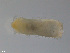  ( - TB530)  @13 [ ] CreativeCommons - Attribution Non-Commercial Share-Alike (2012) NTNU Vitenskapsmuseet NTNU Museum of Natural History and Archaeology