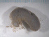  ( - TB540)  @12 [ ] CreativeCommons - Attribution Non-Commercial Share-Alike (2012) NTNU Vitenskapsmuseet NTNU Museum of Natural History and Archaeology