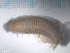  ( - TB541)  @13 [ ] CreativeCommons - Attribution Non-Commercial Share-Alike (2012) NTNU Vitenskapsmuseet NTNU Museum of Natural History and Archaeology