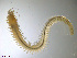  (Platynereis dumerilii - TB547)  @13 [ ] CreativeCommons - Attribution Non-Commercial Share-Alike (2012) NTNU Vitenskapsmuseet NTNU Museum of Natural History and Archaeology