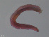  ( - TB557)  @13 [ ] CreativeCommons - Attribution Non-Commercial Share-Alike (2012) NTNU Vitenskapsmuseet NTNU Museum of Natural History and Archaeology