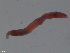  ( - TB558)  @11 [ ] CreativeCommons - Attribution Non-Commercial Share-Alike (2012) NTNU Vitenskapsmuseet NTNU Museum of Natural History and Archaeology