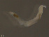  ( - TB559)  @11 [ ] CreativeCommons - Attribution Non-Commercial Share-Alike (2012) NTNU Vitenskapsmuseet NTNU Museum of Natural History and Archaeology