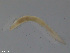  ( - TB563)  @11 [ ] CreativeCommons - Attribution Non-Commercial Share-Alike (2012) NTNU Vitenskapsmuseet NTNU Museum of Natural History and Archaeology