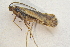  ( - IBSAS-TA4973)  @11 [ ] CreativeCommons  Attribution Non-Commercial Share-Alike (2022) Unspecified Slovak Academy of Sciences, Plant Science and Biodiversity Centre