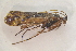  ( - IBSAS-TA5256)  @11 [ ] CreativeCommons  Attribution Non-Commercial Share-Alike (2022) Unspecified Slovak Academy of Sciences, Plant Science and Biodiversity Centre