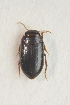  (Hydroporus melanarius - IBSAS-TA3402)  @14 [ ] CreativeCommons  Attribution Non-Commercial Share-Alike (2017) Unspecified Slovak Academy of Sciences, Plant Science and Biodiversity Centre