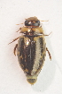  (Platambus - IBSAS-TA3409)  @14 [ ] CreativeCommons  Attribution Non-Commercial Share-Alike (2017) Unspecified Slovak Academy of Sciences, Plant Science and Biodiversity Centre