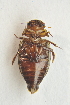  ( - IBSAS-TA3409)  @12 [ ] CreativeCommons  Attribution Non-Commercial Share-Alike (2017) Unspecified Slovak Academy of Sciences, Plant Science and Biodiversity Centre