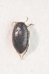  ( - IBSAS-TA3416)  @13 [ ] CreativeCommons  Attribution Non-Commercial Share-Alike (2017) Unspecified Slovak Academy of Sciences, Plant Science and Biodiversity Centre