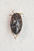  ( - IBSAS-TA3416)  @12 [ ] CreativeCommons  Attribution Non-Commercial Share-Alike (2017) Unspecified Slovak Academy of Sciences, Plant Science and Biodiversity Centre